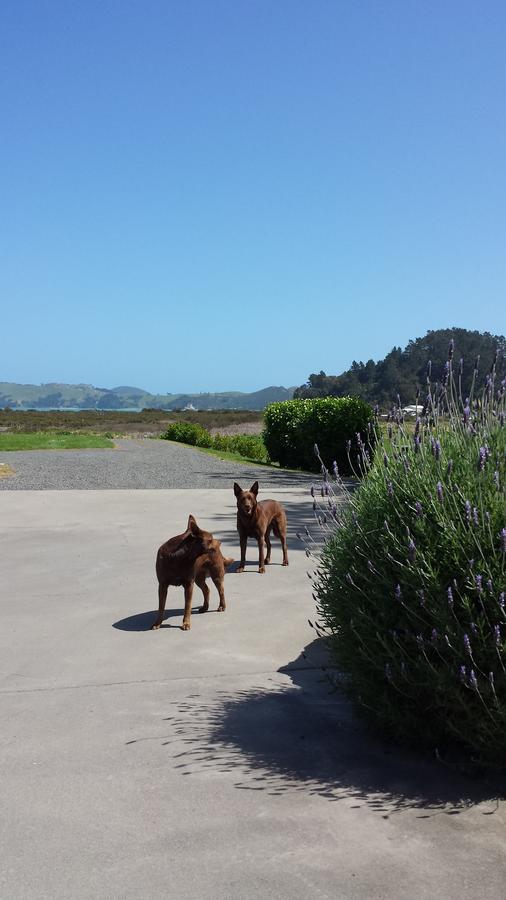 Abbey Court Motel Coromandel Luaran gambar